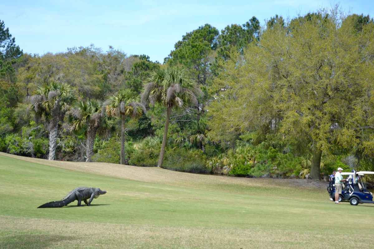 alligator dinosaur spotted at kiawah island golf course