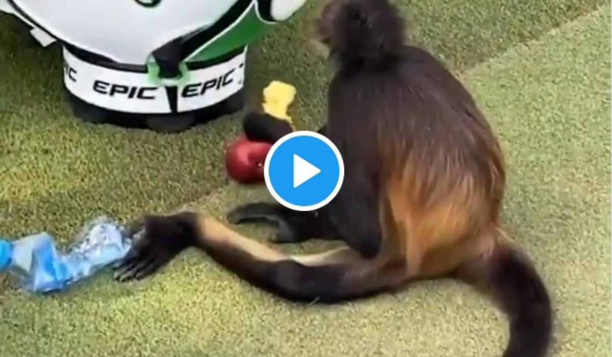 Monkey chills by Danny Willett&#039;s golf bag ahead of PGA Tour event