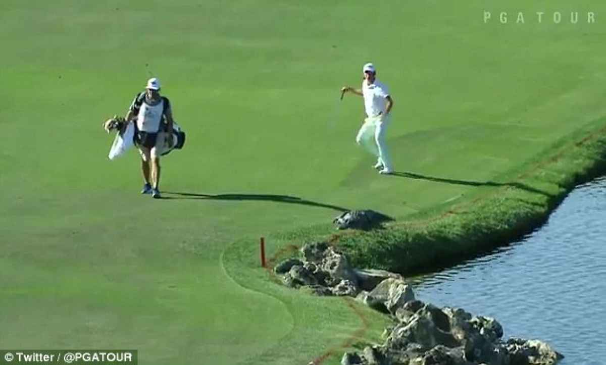 smylie kaufman freaks out over alligator at bay hill