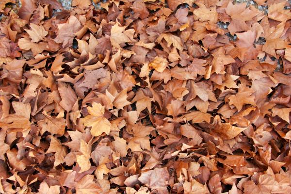 Did you know there's a golf rule for leaves?