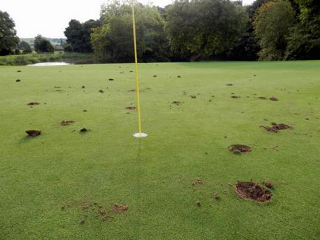 Vandals dig holes in golf club green