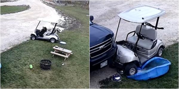 "He's got his paw-visional licence": Dog drives golf cart then CRASHES into car