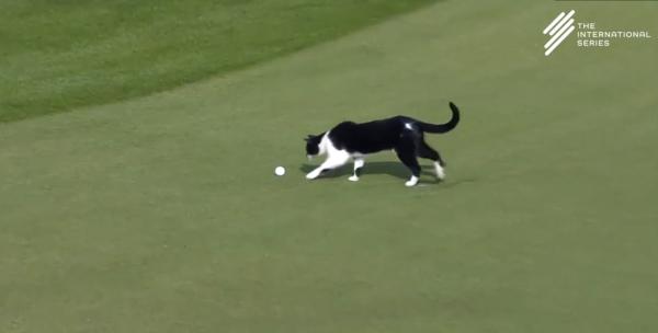 Lost animal inspects golf ball during Asian Tour International Series event