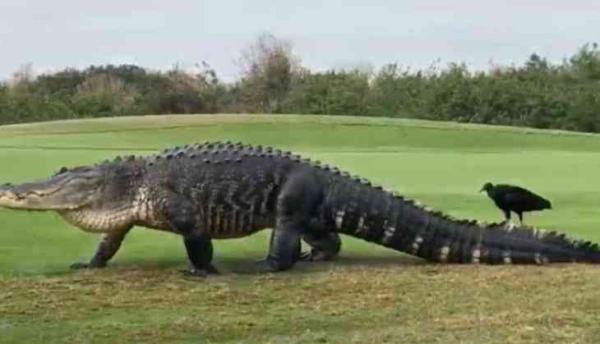 Famous 15-foot gator makes another golf course appearance 