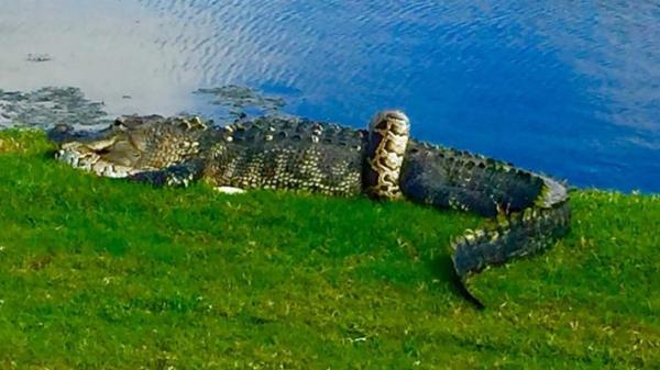 gator and python come to blows at golf course