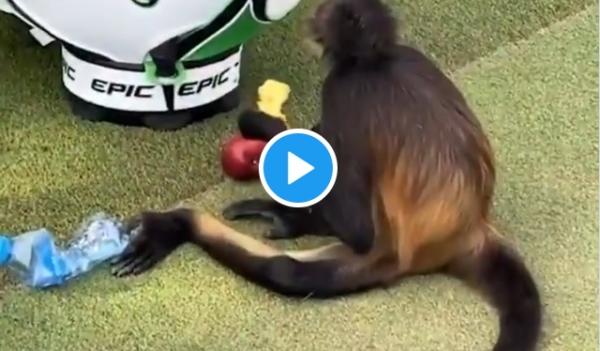 Monkey chills by Danny Willett's golf bag ahead of PGA Tour event