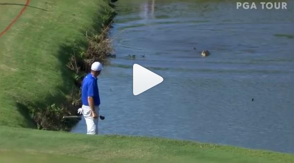 ryan palmer and gator locked in stare off at zurich classic