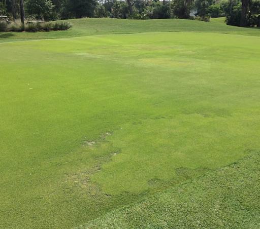 Greens at TPC Sawgrass suffer ahead of Players Championship