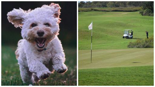 Golfers in BUST-UP with dog walker after altercation at UK golf club