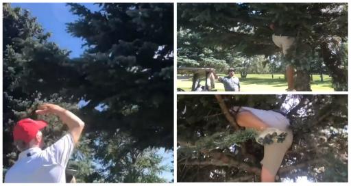 WATCH: Player leading climbs tree, fails to find ball, ends with quintuple-bogey