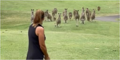 "Only in Australia": Fans react on Instagram as woman MOBBED by kangaroos on tee
