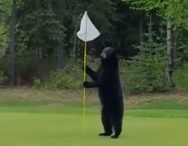 Watch: Bear interrupts Alaska golf game
