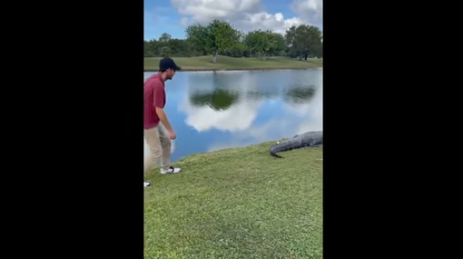 Golfer retrieves his golf ball after it was lying on a huge alligator!