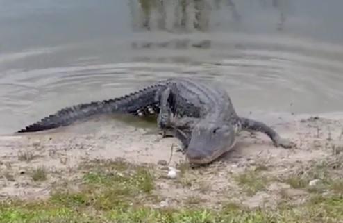 alligator eats golf ball