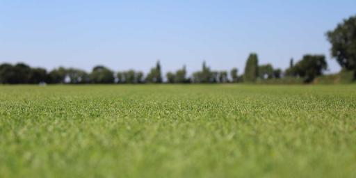 How to get a golf course lawn: a step-by-step guide