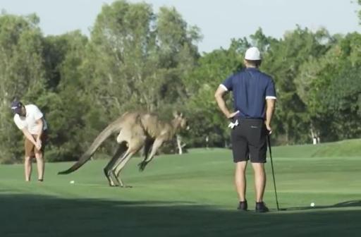 Golfer has his ball kicked away by a KANGAROO, but what&#039;s the ruling?