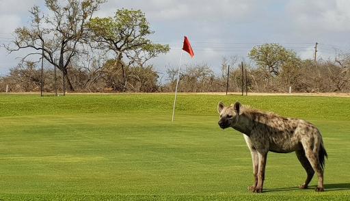The WILDEST golf course in the world
