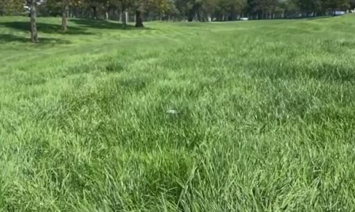 You won&#039;t believe how deep the rough is at the US Open this week...