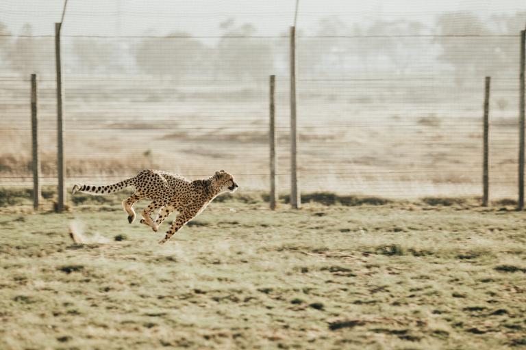 WATCH: Would you peg it up with this WILD CHEETAH on the tee box?