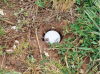 Are you entitled to relief if your ball is in a hole NOT CREATED by animals?
