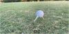 Rules of Golf: Can you tee your ball like this? What is allowed in the tee box?