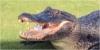 WATCH: Alligator (from Happy Gilmore?!) steals golf ball from amateur player