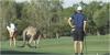 Golf rules: What do I do if a MASSIVE kangaroo interferes with my putt?