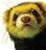 The Golden Ferret 12's picture