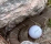 Golf fans react as a player's ball STOPS next to a SNAKE!