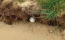Rules Debate: Is this golf ball classed as IN THE BUNKER?