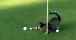 WATCH: The golf cat that won't even let Tiger Woods hole a putt...