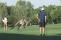 Golfer has his ball kicked away by a KANGAROO, but what's the ruling?