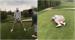 WATCH: Amateur golfer instantly regrets taking part in this video