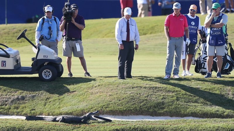 PGA Tour pro chooses life over a good lie with gators nearby