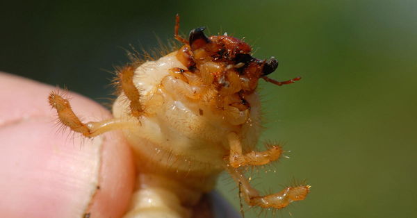 Here's why your fairways on the golf course are being torn up...