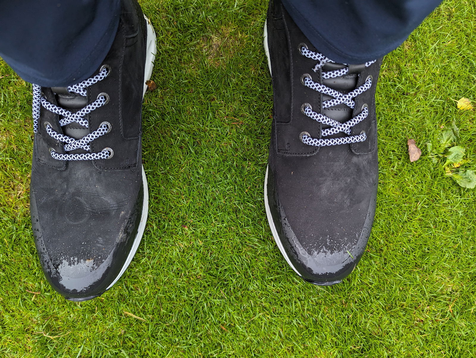 Duca del Cosma Stanford 