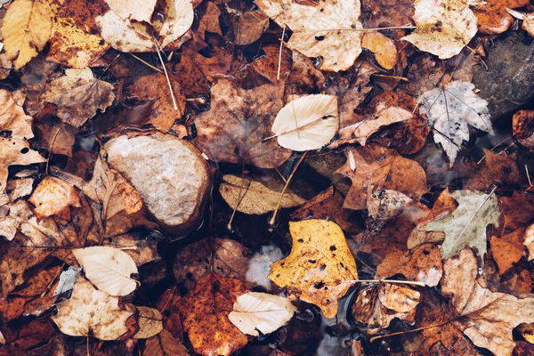 You will not be-LEAF what this golfer has put in his bag!