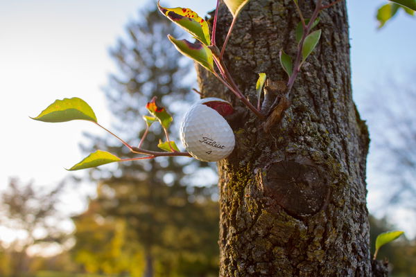 WATCH: Tree rebound golf shot goes HORRIBLY WRONG!