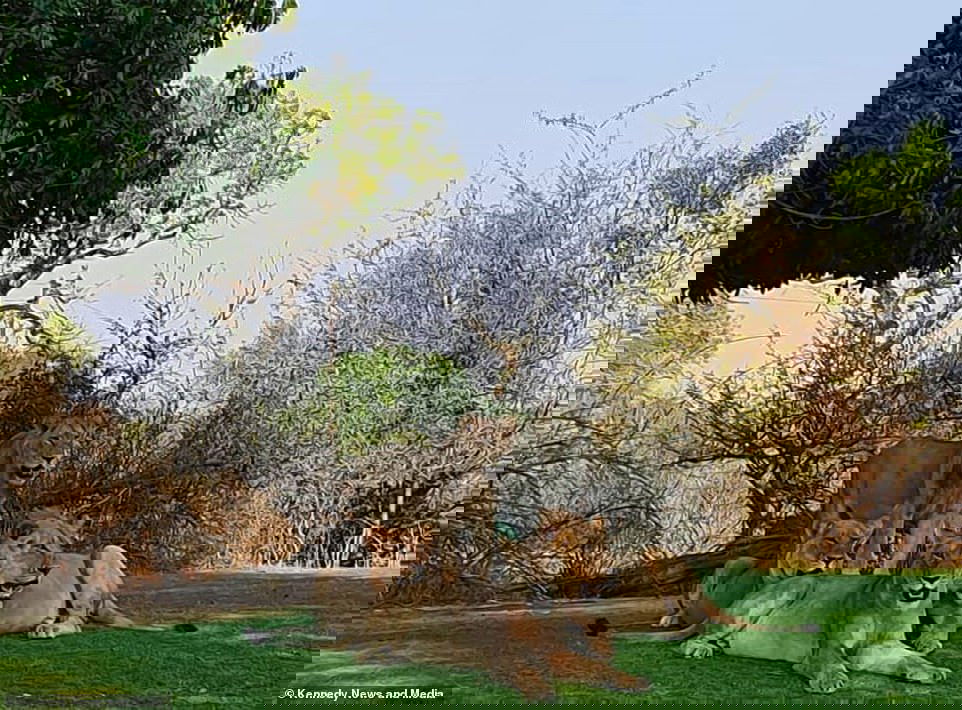 The WILDEST golf course in the world