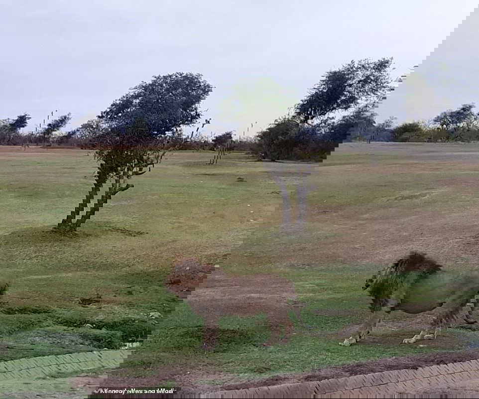 The WILDEST golf course in the world